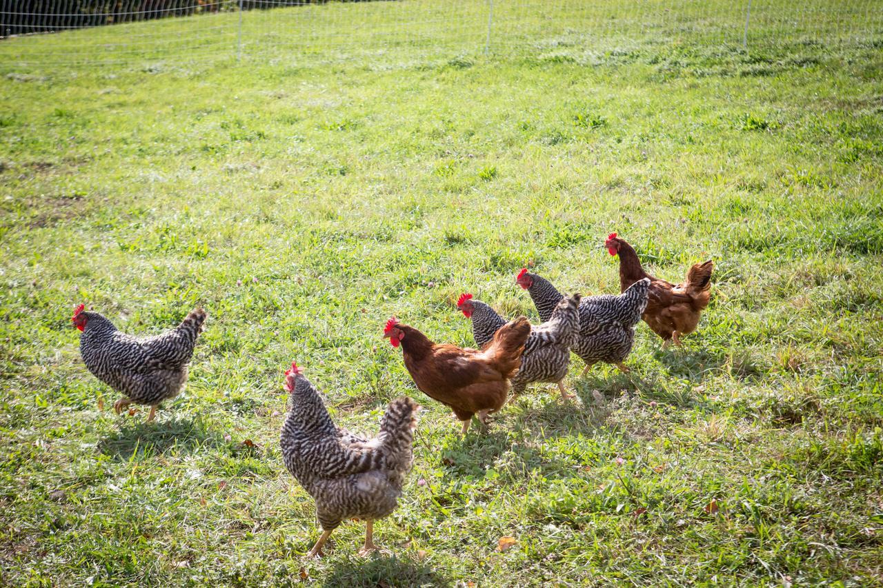 Woodstock Sustainable Farms Βίλα Δωμάτιο φωτογραφία
