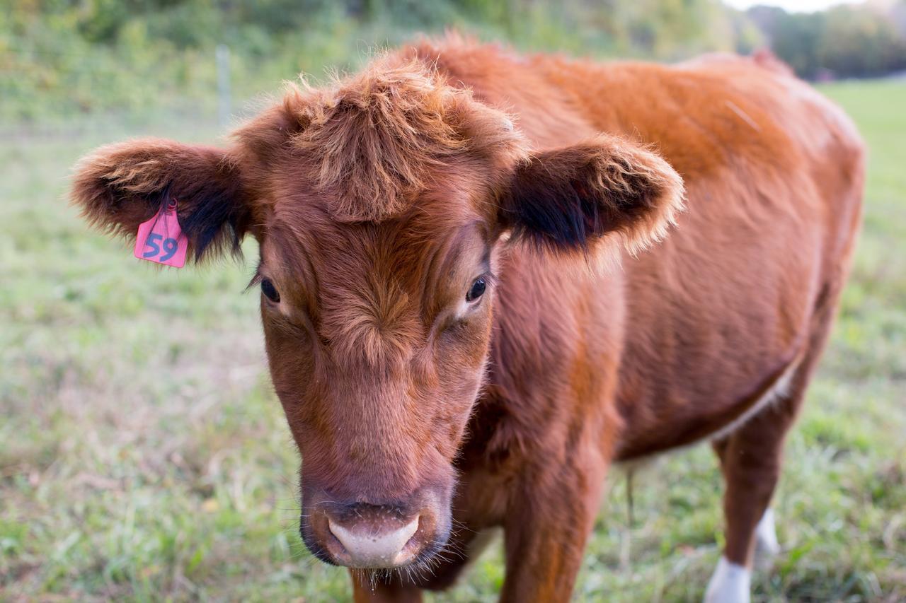 Woodstock Sustainable Farms Βίλα Δωμάτιο φωτογραφία