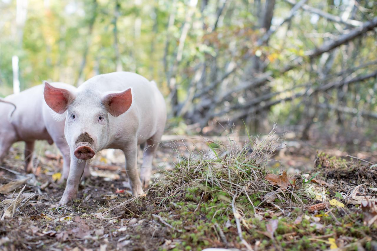 Woodstock Sustainable Farms Βίλα Δωμάτιο φωτογραφία