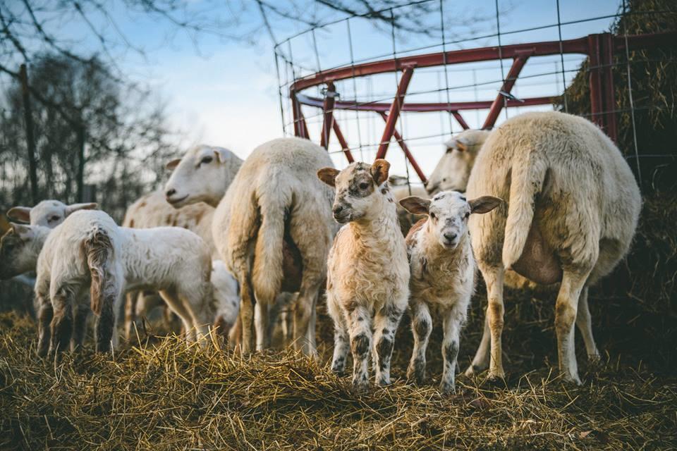 Woodstock Sustainable Farms Βίλα Δωμάτιο φωτογραφία